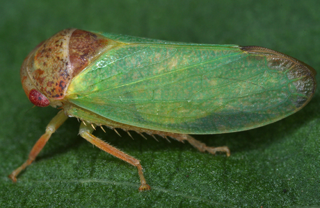 Eichenlederzikade (Iassus lanio) - © Gernot Kunz